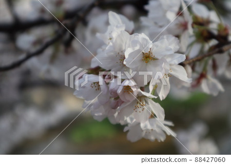 Sakura blooms Sakura blooms 88427060