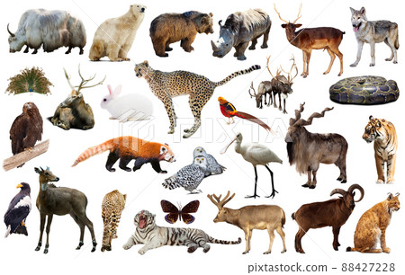 asia animals isolated 88427228
