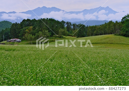 Early autumn Soba field all over Shinshu Nakayama plateau and Northern Alps Kashima Yarigadake and Jiigatake 88427273