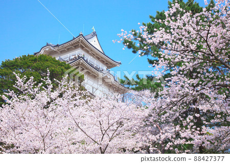 Odawara Castle in full bloom (2009) 88427377