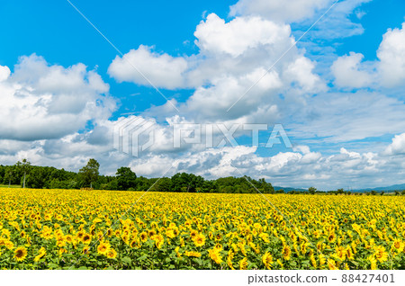 Hokuryu Sunflower Village, Hokkaido-Sunflower field in full bloom- 88427401