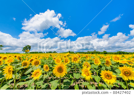 北海道北龍向日葵村-盛開的向日葵田- 88427402