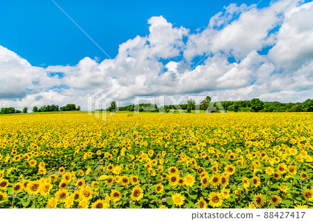 Hokuryu Sunflower Village, Hokkaido-Sunflower field in full bloom- 88427417