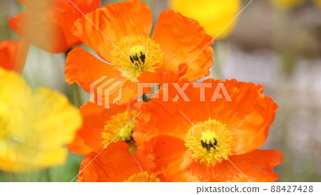 橙色罌粟花朵 88427428