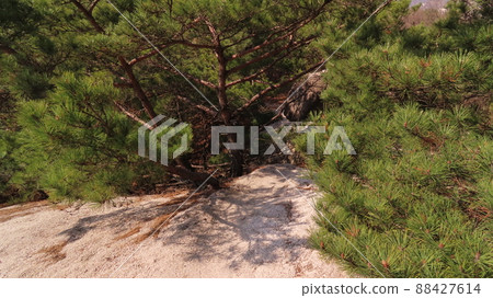 Bukhansan Dullegil Azalea 88427614