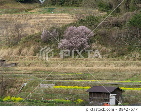 Asuka村的水稻梯田 88427677