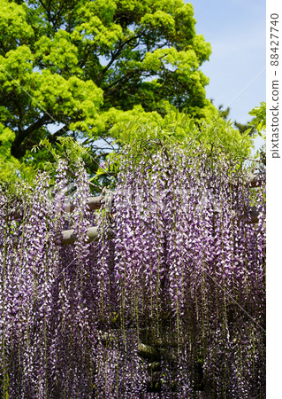 紫藤花 紫藤花 88427740