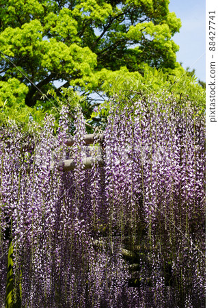 紫藤花 紫藤花 88427741