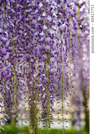 Wisteria flowers Wisteria flowers 88427751