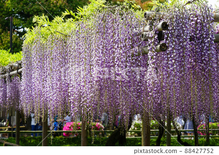 Wisteria flowers Wisteria flowers 88427752