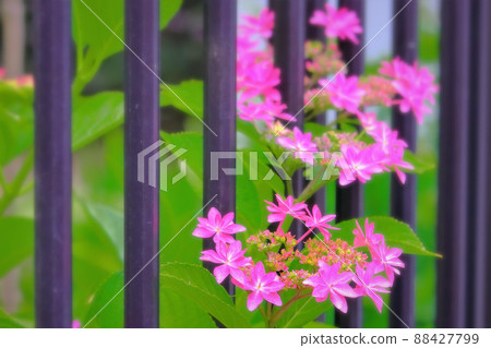 Pink hydrangea looking out through the gap in the fence Pink hydrangea looking out through the gap in the fence 88427799
