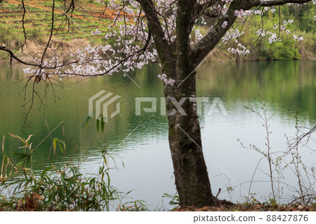 Spring flower Sakura blooming landscape Spring flower Sakura blooming landscape 88427876