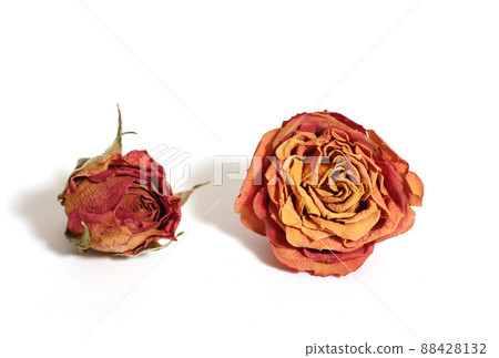 Two Dried Pink Roses Isolated on White Background 88428132