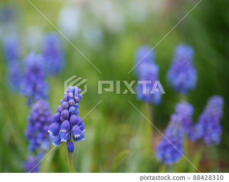 Muscari blooming in the spring field 88428310