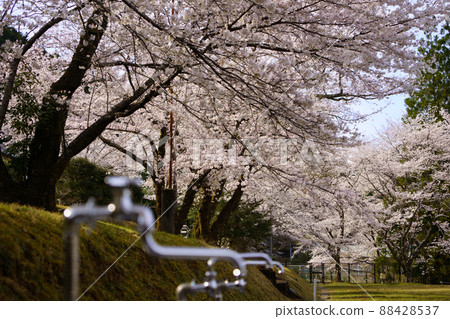 Cherry blossoms and water services in full bloom in the school playground [Kamikawa-cho, Kumano City, Mie Prefecture] 88428537