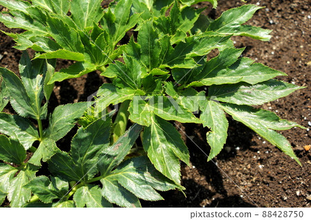 培育明天的葉子 培育明天的葉子 88428750