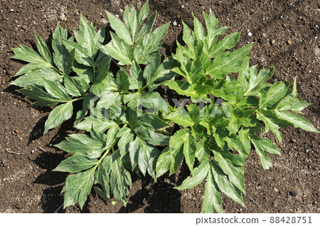 培育明天的葉子 88428751