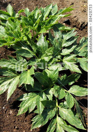 培育明天的葉子 88428753