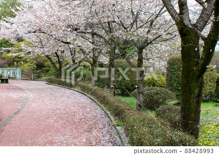 櫻花盛開的佐野市城山公園 櫻花盛開的佐野市城山公園 88428993