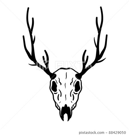 Skull of deer. Hunting trophy with horns. - Stock Illustration