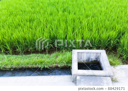 初夏生長旺盛的稻穀和水渠 88429171