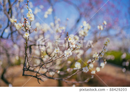 Meishi in Haneki Park Meishi in Haneki Park 88429203