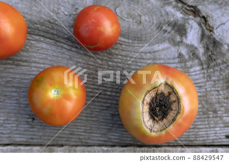Sick tomato fruit affected by disease vertex rot Sick tomato fruit affected by disease vertex rot 88429547