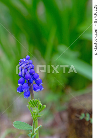 The refreshing blue of Muscari The refreshing blue of Muscari 88430129