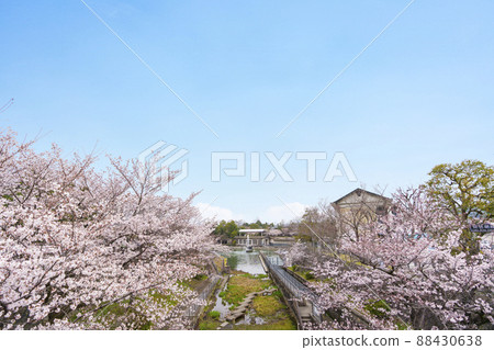 京都市蹴上坡櫻花盛開 88430638