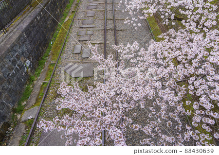 京都市蹴上坡櫻花盛開 88430639