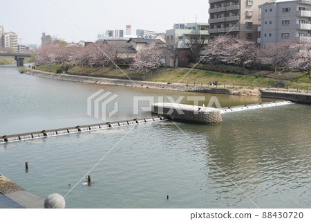 Minoshima 4-chome Nakagawa Weir附近的熱門住宅區，河流綠地中的一排櫻花樹 88430720
