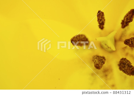 鬱金香☆鬱金香 鬱金香☆鬱金香 88431312