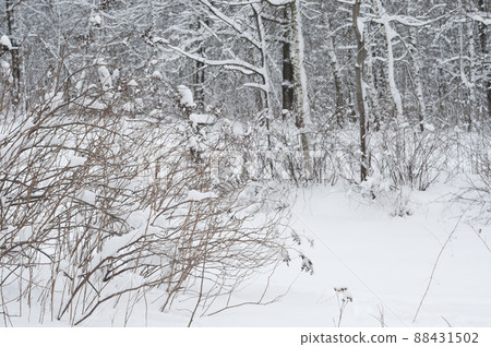 Winter landscape with a park after snowstorm, April 2022 Winter landscape with a park after snowstorm, April 2022 88431502