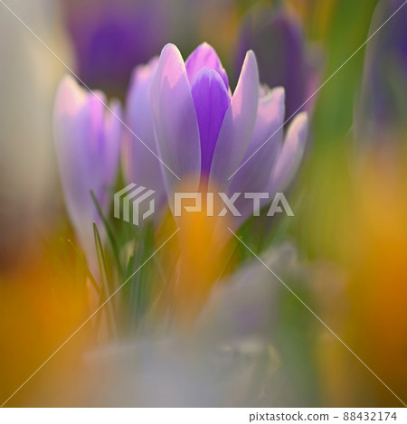 Spring background with flowers. Nature and delicate photo with details of blooming colorful crocuses in spring time.(Crocus vernus) Spring background with flowers. Nature and delicate photo with details of blooming colorful crocuses in spring time.(Crocus vernus) 88432174