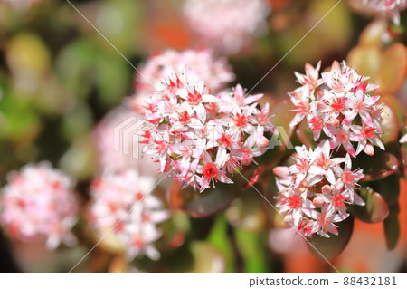 開花的 Enko Benkei (Fuchibeni Benkei) 或翡翠植物 開花的 Enko Benkei (Fuchibeni Benkei) 或翡翠植物 88432181