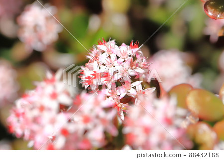 Flowered Enko Benkei (Fuchibeni Benkei) or Jade Plant 88432188