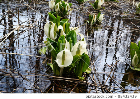 Water spring in early spring 88432439