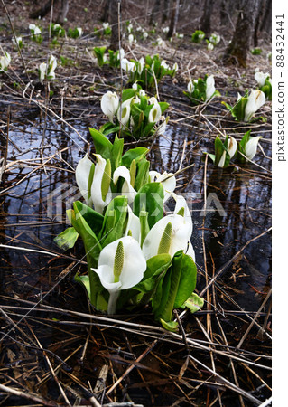 水泉在早春 88432441