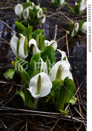 Water spring in early spring 88432443