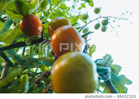 Mini tomato cultivation Mini tomato cultivation 88432528