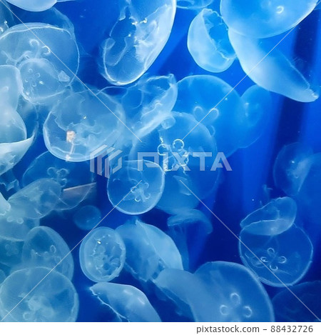 jellyfish jellyfish 88432726