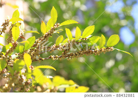 柃 (Eurya japonica) 的小花 柃 (Eurya japonica) 的小花 88432881