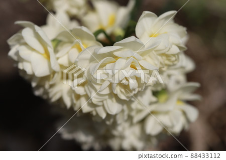 日本早春花園中盛開的重瓣水仙花橙色白色花朵 日本早春花園中盛開的重瓣水仙花橙色白色花朵 88433112