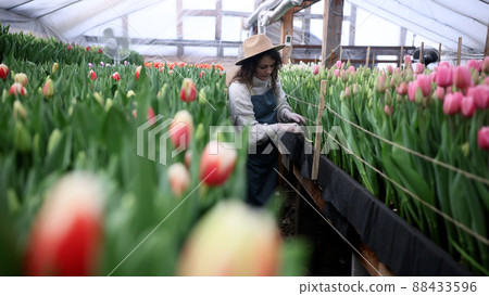 Attractive young woman florist or agronomist in work clothes, hat and apron takes care of flowers in large glass greenhouse. 88433596