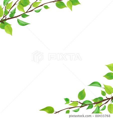 新鮮綠枝葉（PNG，透明，方形） 88433768