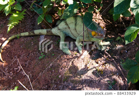 portrait of Parson's chameleon aka Calumma parsonii in Andasibe-Mantadia National Park, Madagascar 88433929