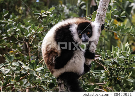 Portrait of black-and-white ruffed lemur aka Varecia variegata or Vari lemur at the tree, Atsinanana region, Madagascar Portrait of black-and-white ruffed lemur aka Varecia variegata or Vari lemur at the tree, Atsinanana region, Madagascar 88433931