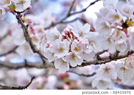 櫻桃樹 櫻桃樹 88433970