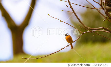 Daurian Redstart 雄性 (春天) 呆在樹枝上 Daurian Redstart 雄性 (春天) 呆在樹枝上 88434639