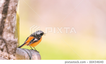 Daurian Redstart 雄性呆在樹上（春天） 88434640